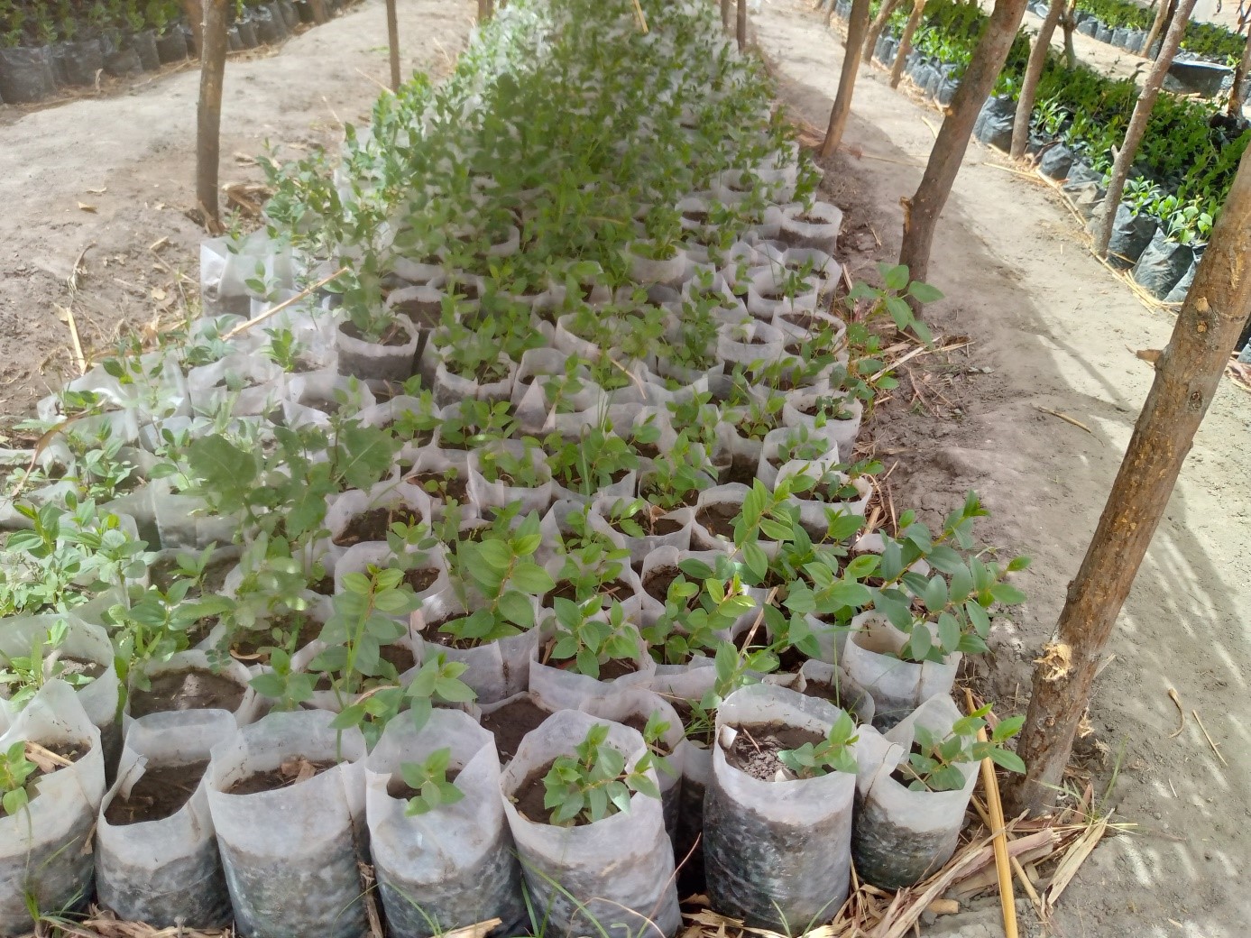 Renforcement de la Résilience des communautés hotes du Lac.