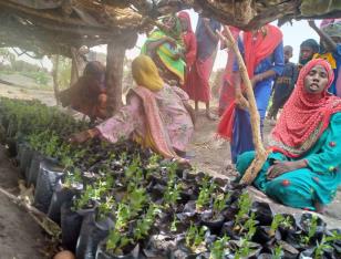 Production des plants pour la protection de l'environnement